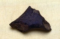 藏品(鹿角)的圖片